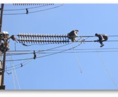 تعویض ۱۴۲۵ زنجیره مقره در سطح شبکه انتقال و فوق توزیع استان خوزستان